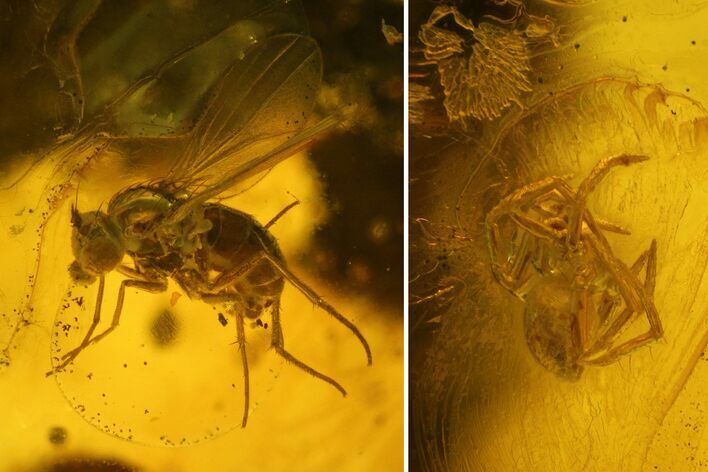 Three Fossil Flies (Diptera) and a Spider (Araneae) In Baltic Amber #135067
